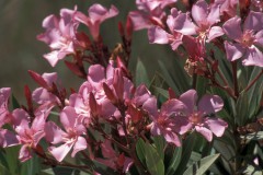 Nerium Oleander