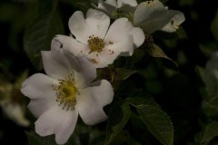 Rosa canina