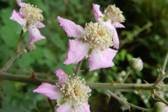 Rubus ulmifolius