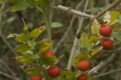 Ruscus aculeatus