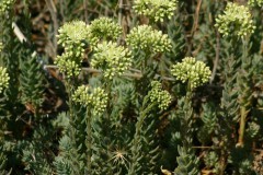 Sedum sediforme