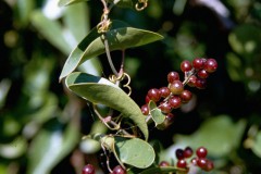 Smilax aspera