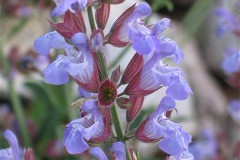 Salvia officinalis