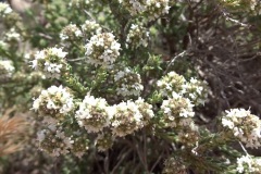 Thymus Baeticus