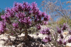 Thymus Longuiflorus