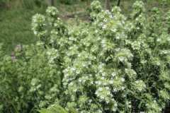 Thymus Mastichina