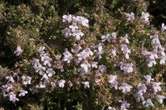 Thymus serpylloides